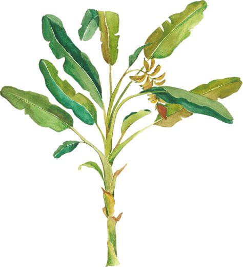 The Jungly Life – Jungly Delights
