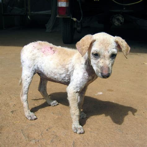 What Kills Demodex Mites On Dogs - what kills demodex mites