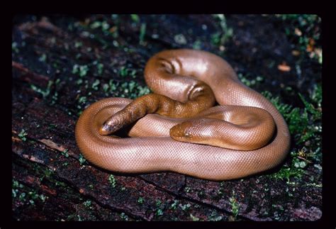 Rubber Boa Snake Skeleton