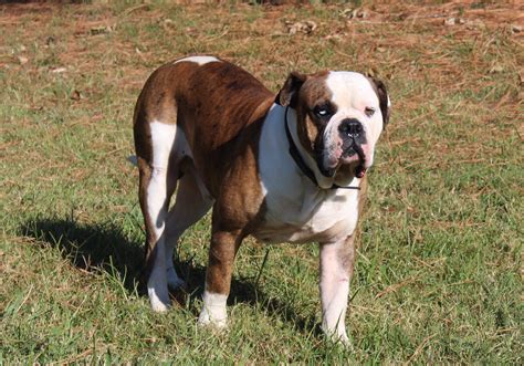 Alapaha Blue Blood Bulldog Information Facts And Pictures