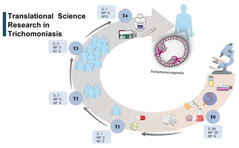 Novel Treatment Approaches to Combat Trichomoniasis, a Neglected and Sexually Transmitted ...