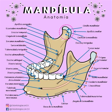Anatomía mandibular | Anatomía dental, Escuela de higiene dental ...