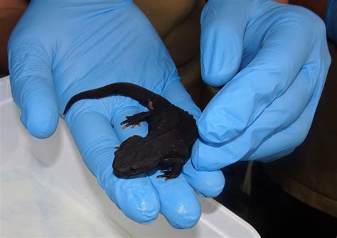 First breeding worldwide: Cologne Zoo repatriates endangered Vietnamese Crocodile Newts