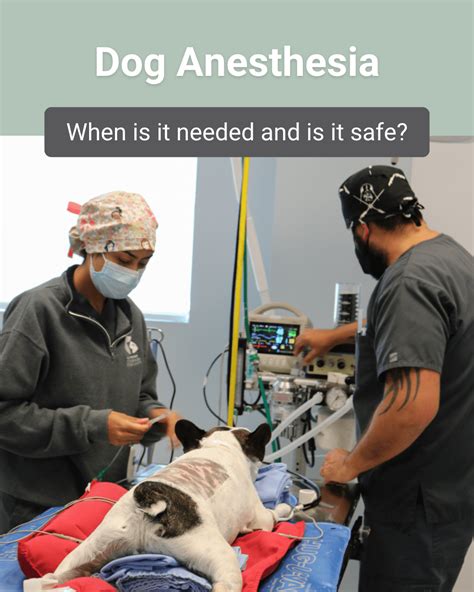 Anesthesia Airway Medicine Given Dog 的图像结果