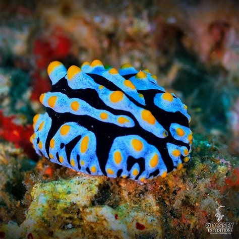 Nudibranchs Species