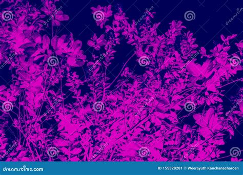 Black and Purple Nature 的图像结果