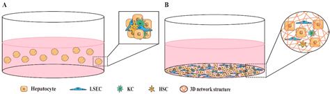 Three-Dimensional Cell Co-Culture Liver Models and Their Applications ...