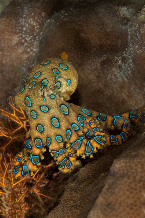 Blue-Ringed Octopus Venom 的图像结果