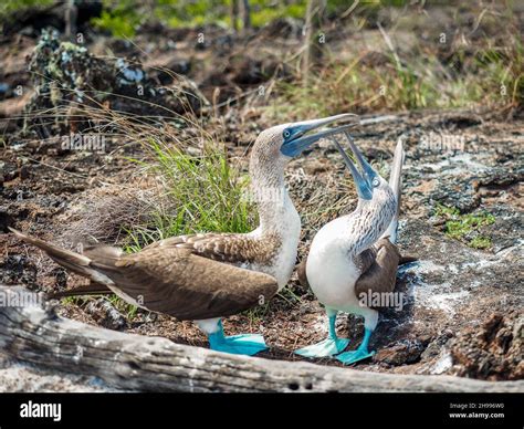 Couple of blue footed boobies performing mating dance Stock Photo - Alamy