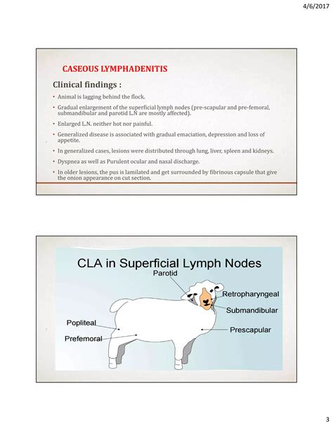 Caseous lymphadenitis | PDF
