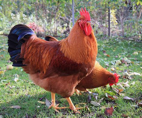 The 15 Best Meat Chickens - Chicken Farmers Union