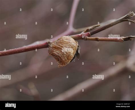 The photograph shows a branch of a bush on which is located the cocoon of a praying mantis Stock ...