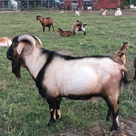 Holtz Farms Spanish Goats