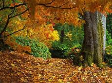 Fall Backgrounds Gif by Fall Thanksgiving Wallpapers Wallpaper Cave Fall Backgrounds Gif