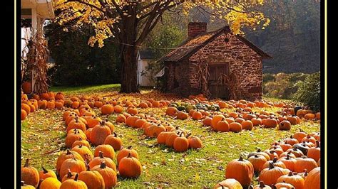 Fall Autumn Pumpkins Desktop Wallpapers - Top Free Fall Autumn Pumpkins ...
