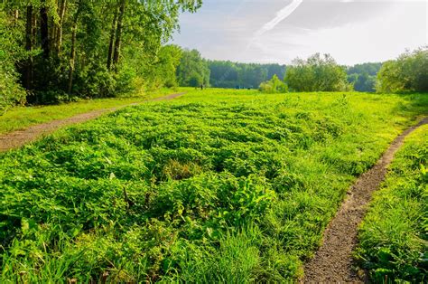 Path through Field 的图像结果