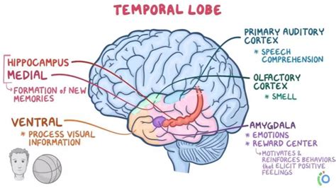 Kluver Bucy Syndrome