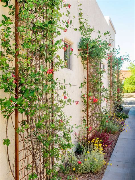 18 Wall Trellis Ideas for a Gorgeous Display of Flowering Vines