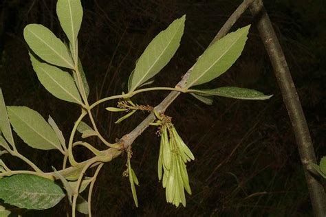 Fraxinus velutina - מילה אריזונית, Velvet Ash | The Jerusalem Botanical ...
