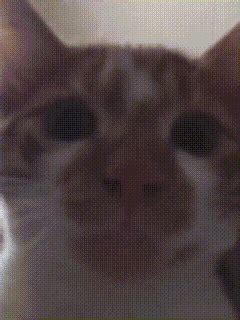 Cute Things Exploding Cat 的图像结果