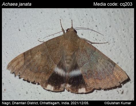 Achaea janata | Moths