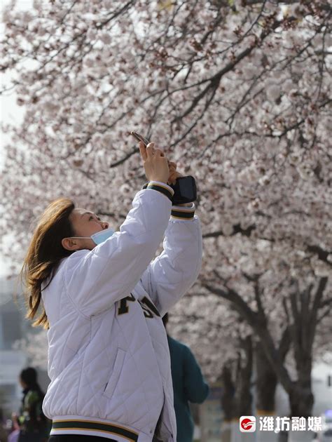 张记者拍照啦丨樱花，盛开在每个潍坊人心里 - 潍坊新闻 - 潍坊新闻网