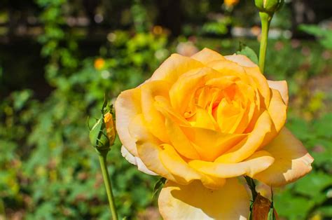 7 Gorgeous Roses In California: Best Roses To Grow, Top Rose Gardens, and More - A-Z Animals