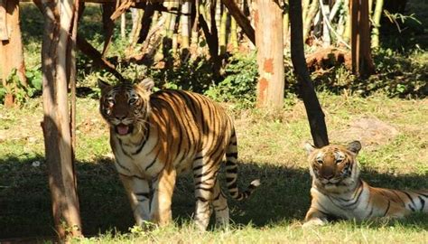 3 Captivating Zoos In Andhra Pradesh To Visit In 2025!