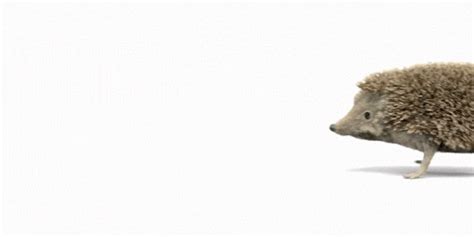 Meet lollipop lady, Dee: Residents' News, 9 May 2024