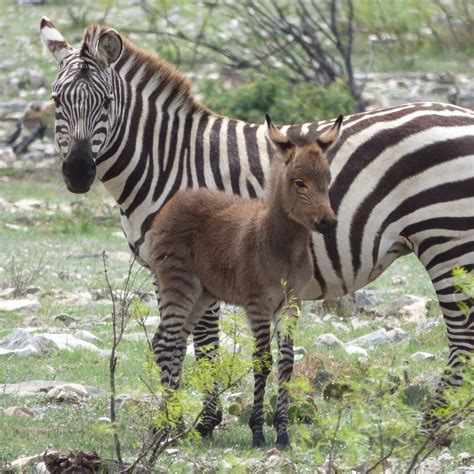 Y.O. RANCH HEADQUARTERS (2026) All You Need to Know BEFORE You Go (with ...