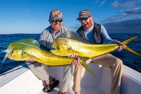 Flying Mahi Mahi
