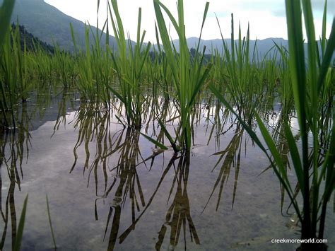 How To Grow Wild Rice at Janice Hogan blog