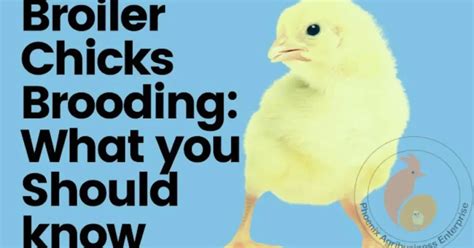 Image result for Broiler Chicken Brooding
