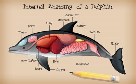 Dolphin Diagram Dolphin Internal Anatomy