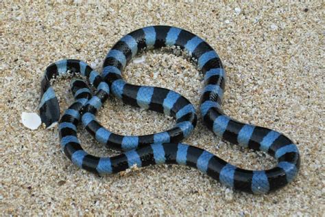 Krait Bite