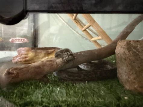 Spotted Python Enclosure 的图像结果