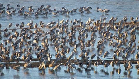 Sandhill Crane Migration in Nebraska 2024 - Rove.me - migration of sandhill cranes