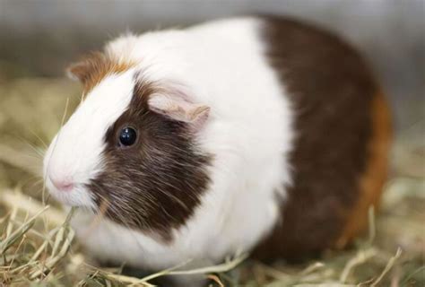 荷兰猪可以吃什么蔬菜（豚鼠能吃和不能吃的东西） - 胖萌舍宠物网