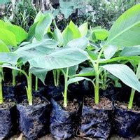 Jual Bibit Pisang Cavendish Terbaik - Harga Murah April 2025 & Cicil 0%