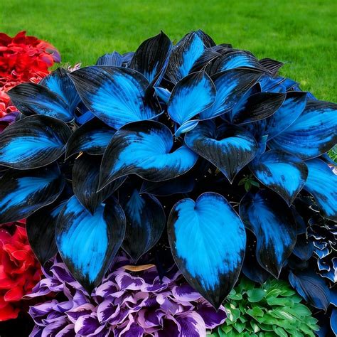 Image result for Input Function Machine Worksheet