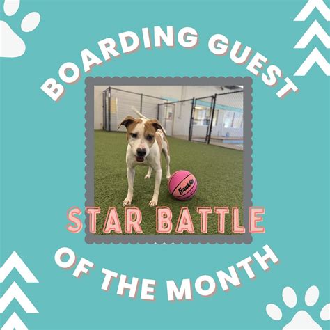 Pet Paradise Atlanta (@petparadiseatl) • Instagram photos and videos