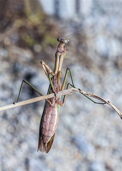 Giant Praying Mantis