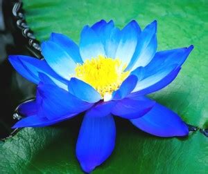 MODERN PLANT Blue Lotus, Indian lotus, Sacred lotus, Nelumbo nucifera ...