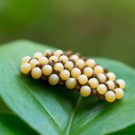 How Many Stick Insect Eggs Hatch at Pam Kirkland blog