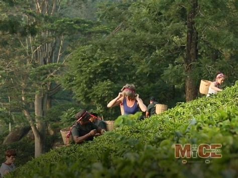 THE MICE TEAM (2026) All You Need to Know BEFORE You Go (with Photos ...