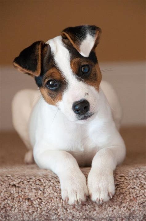 12 Reasons Why You Should Never Own Jack Russells