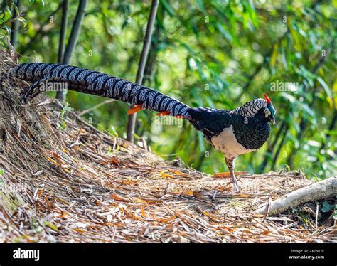 A male Lady Amherst's Pheasant (Chrysolophus amherstiae) foraging in ...