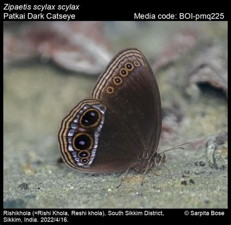 Zipaetis scylax Hewitson, [1863] - Dark Catseye | Butterfly