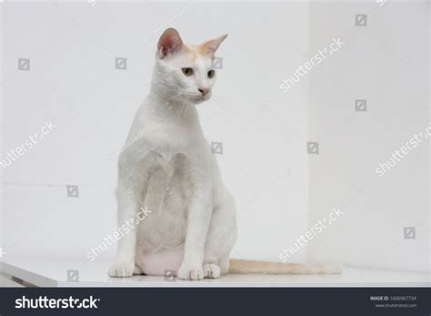 Primordial Pouch: Over 8 Royalty-Free Licensable Stock Photos ...