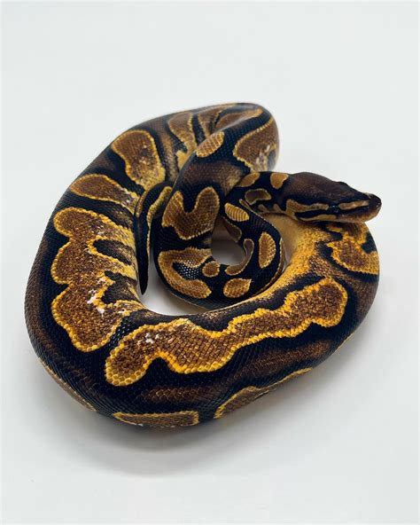 Image result for Calico Ball Python